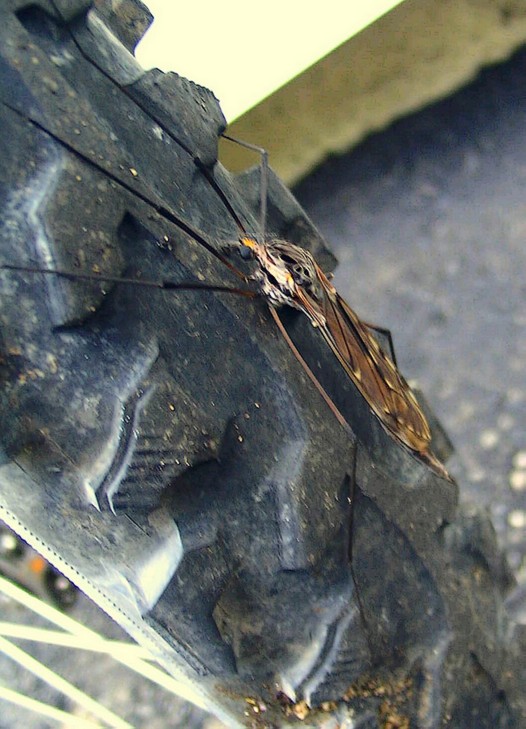mosquitoclose-up.jpg