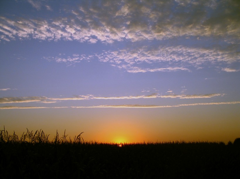 sunsetcornfield.jpg