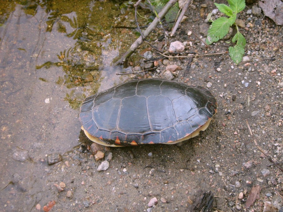 turtleshell.jpg
